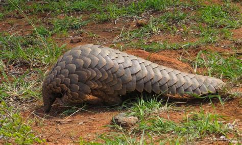 Pangolin | Species | WWF