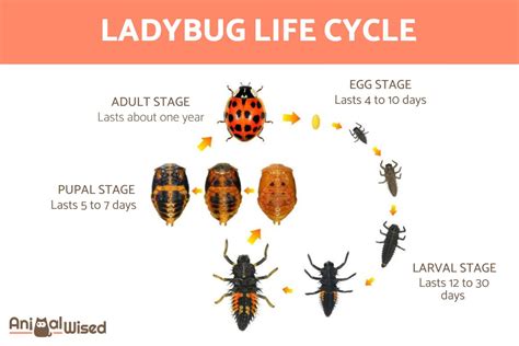 Ladybird Beetle Life Cycle