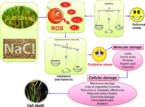 Generalized scheme of salt-induced oxidative stress in plants ...