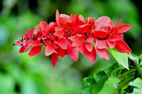 Trinidad and Tobago Flower. The national flower - the Chaconia, also ...