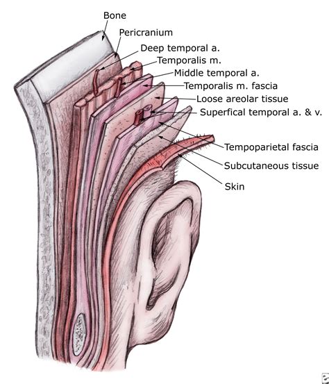 Larynx – Artofit