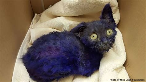 Dyed blue cat named 'Smurf' that was likely used as chew toy rescued ...