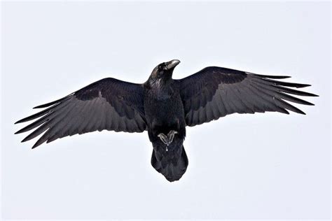 raven wings | Reference Images | Pinterest | Ravens, Anatomy and Google ...