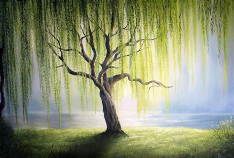 Discover The Willow Tree Symbolism And Why It’s Such A Symbol Of Peace