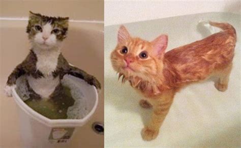 Tips for How to Bathe Your Cat or Kitten | Myawesomecat.com