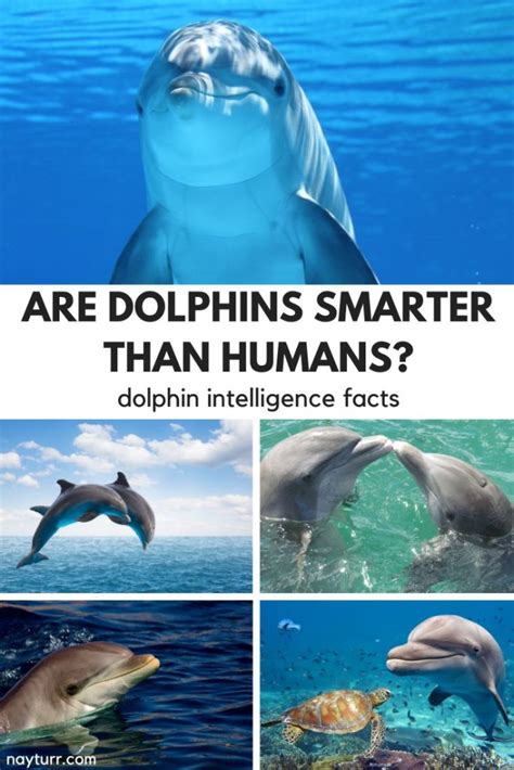 Are Dolphins Smarter Than Humans? Dolphin Intelligence Facts – Nayturr