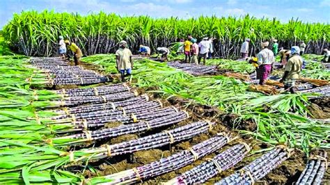 Growing and Harvesting Billions Tons of Sugarcane to make Sugar - Sugar ...