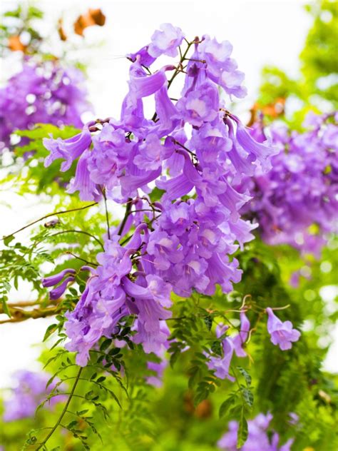 Growing Jacaranda Trees: How To Plant And Care For A Jacaranda Tree