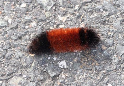 Isabella Tiger Moth: Identification, Life Cycle, Facts & Pictures