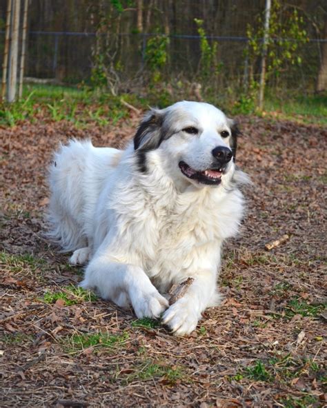 Anatolian Shepherd Great Pyrenees Mix: Info, Pictures, Facts, FAQs & More