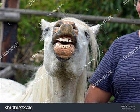 Horse Mocks Stock Photo 716449972 | Shutterstock