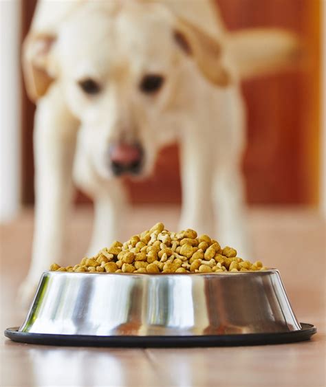 Best High Protein Dog Food To Enrich Your Pet's Diet