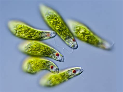 Ide Top Euglena Under Microscope, Yang Terbaru!