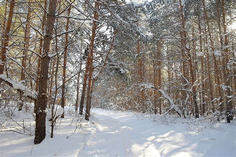 Winter Landscape In Forest Scenery Day Winter Photo Background And ...