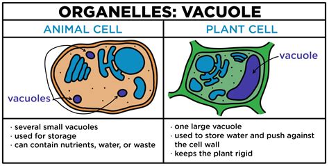 Vacuoles — Structure & Function - Expii