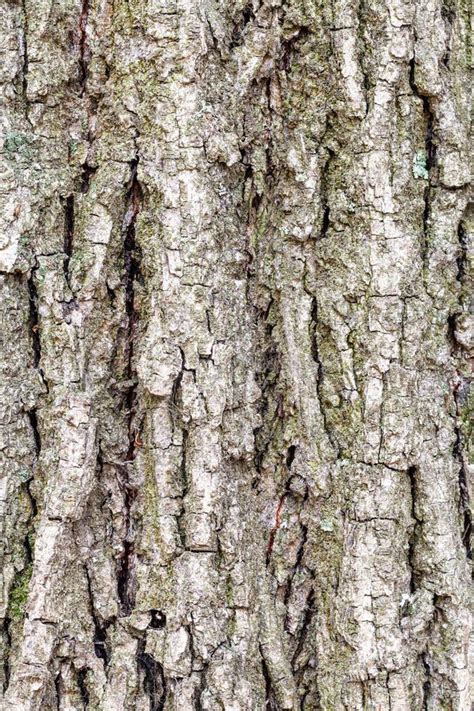 Grooved Bark on Old Trunk of Poplar Tree Close Up Stock Image - Image ...