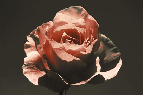 Antique Rose Wallpaper | PixLith