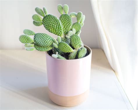 Cactus houseplants elicit many feelings from fear to fascination ...