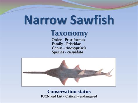 PPT - Australian Sawfish Species PowerPoint Presentation, free download ...