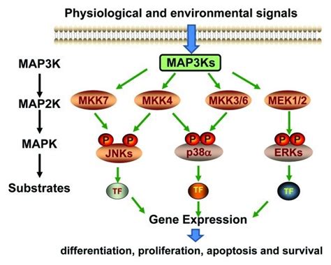 Schematic diagram of the MAPK signaling pathways. | Download Scientific ...