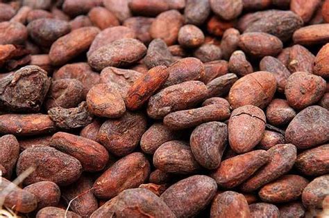 Cocoa bean Facts, Health Benefits and Nutritional Value