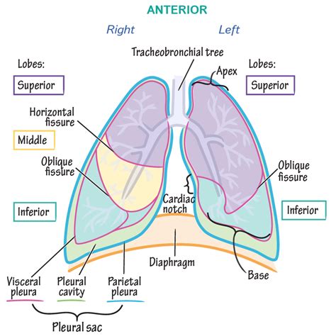 Gross Anatomy Glossary: Lungs & Pleura | ditki medical & biological ...