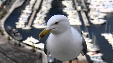 Free photo: Seagull Closeup - Animal, Bird, Closeup - Free Download ...