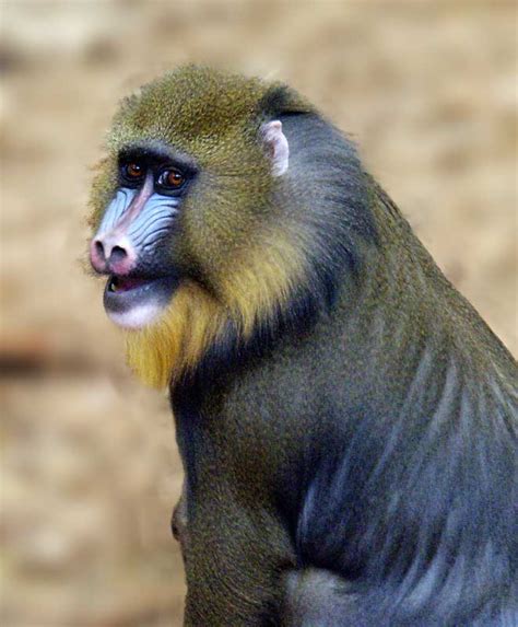 mandrill