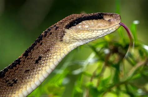 Bushmaster - Description, Habitat, Image, Diet, and Interesting Facts