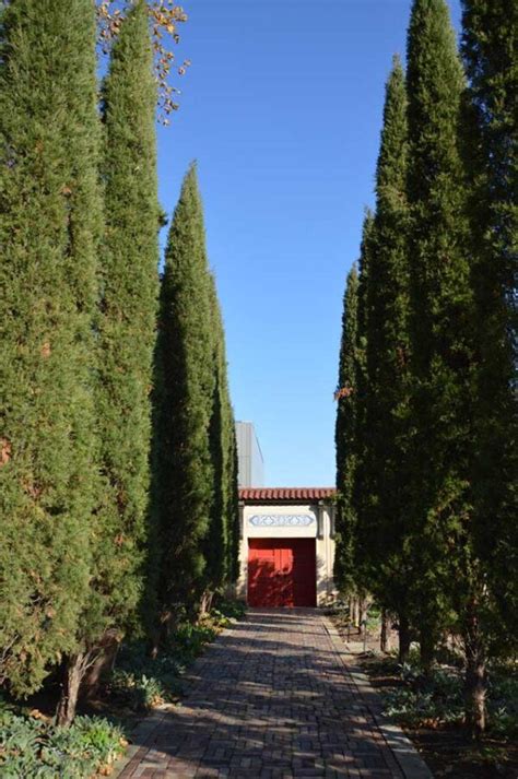 Juniperus Taylor, Juniper - Sugar Creek Gardens