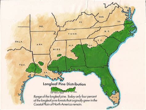 Longleaf Restoration | Georgia Forestry Commission