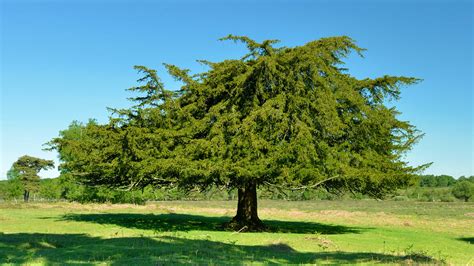 Yew Tree Celtic Meaning: Yew Tree Symbolism In The Ogham On Whats-your ...