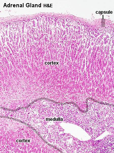 File:Adrenal histology 001.jpg - Embryology