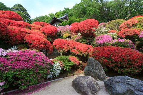 9 Japanese Plants for a Zen Garden (2022)