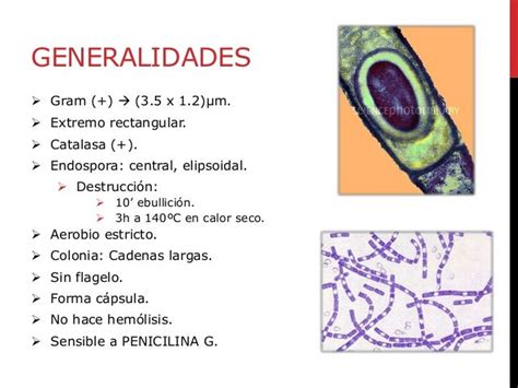 Bacillus Anthracis Cell Structure