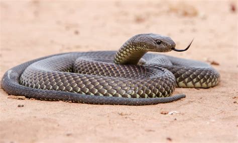 Mulga Snake - A-Z Animals