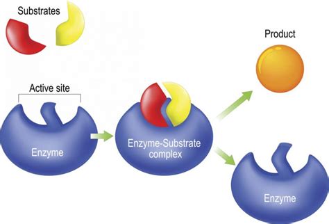 Enzymes | Definition, Classification & Functions