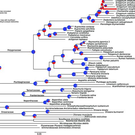 Caryophyllales phylogeny inferred from 305 transcriptomes. The maximum ...