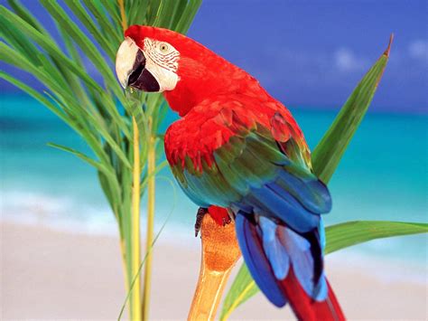 parrot. | Parrots | Pinterest