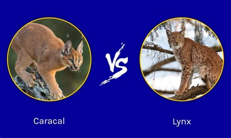 Caracal vs Lynx: What Are 8 Key Differences? - W3schools