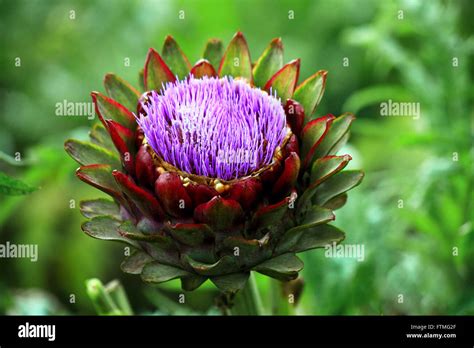 Flower Artichoke - Cynara scolymus L Stock Photo - Alamy