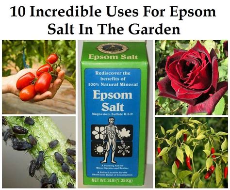 What Garden Plants Like Epsom Salts : Epsom salt for plants works as a ...