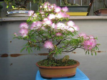 Bonsai Southern Mimosa Silk Tree Albizia julibrissin - 15 Seeds