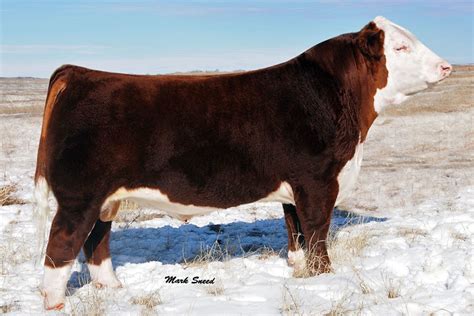 Herd Bulls at Smith Black Herefords - Newton, Iowa