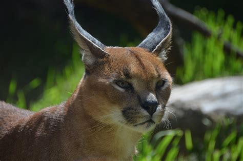 Caracal Cat Zoo - Free photo on Pixabay