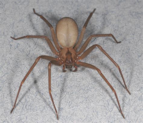 Brown recluse: Pest management tips for the spider that's not as common ...