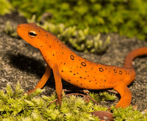 Newt Amphibian