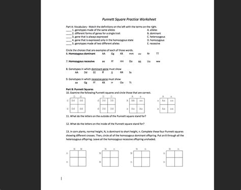 Punnett Square Practice Worksheet Answers – Englishworksheet.my.id