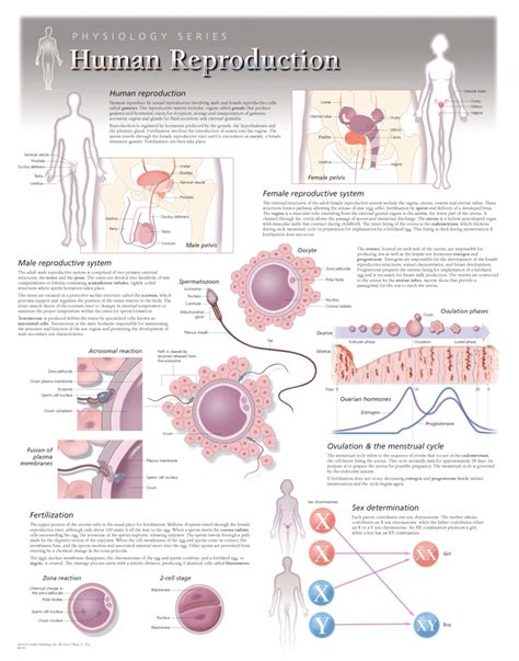 Female Reproductive System | Scientific Publishing