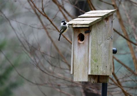 Easy Ways to Provide Shelter for Winter Birds and Wildlife - Farmers ...